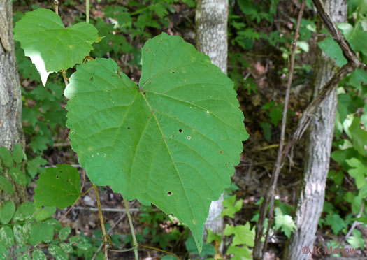 Vitis aestivalis var. aestivalis, Summer Grape