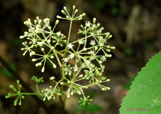 image of Aralia racemosa, Spikenard, Hungry-root