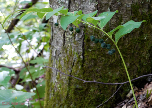 image of Polygonatum pubescens, Downy Solomon’s Seal, Hairy Solomon's Seal