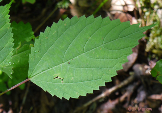 Laportea canadensis, Canada Wood-nettle