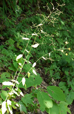 image of Hieracium paniculatum, Leafy Hawkweed, Panicled Hawkweed, Allegheny Hawkweed