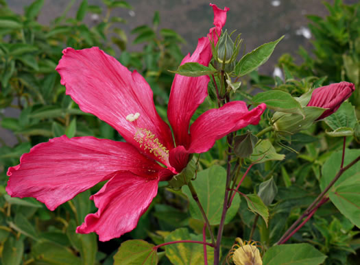 image of Hibiscus moscheutos, Swamp Rosemallow, Eastern Rosemallow, Wild Cotton