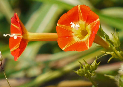 image of Ipomoea coccinea, Small Red Morning Glory, Scarlet Creeper