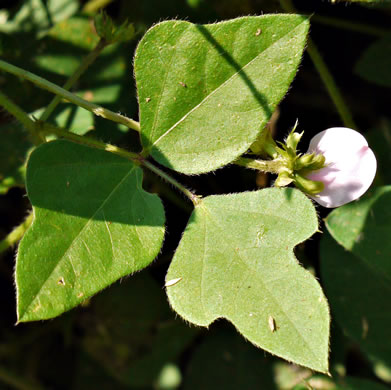 image of Strophostyles helvola, Annual Sand Bean, Beach Pea, Trailing Wild Bean, Trailing Fuzzy-Bean