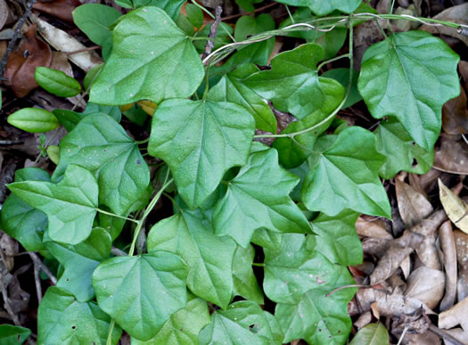 image of Nephroia carolina, Carolina Moonseed, Coralbeads, Carolina Snailseed, Red Moonseed