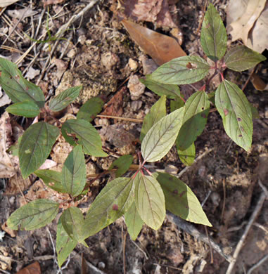 image of Ceanothus americanus var. americanus, Common New Jersey Tea, Redroot, Northeastern Ceanothus