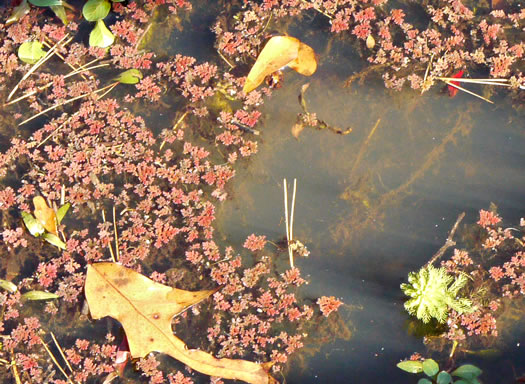 image of Azolla caroliniana, Carolina Mosquito-fern, Eastern Mosquito-fern, Water Fern