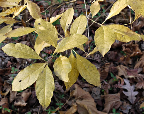 image of Chionanthus virginicus, Fringetree, Grancy Graybeard, Old Man's Beard, Grandsir-graybeard