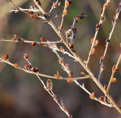 image of Lespedeza cuneata, Sericea Lespedeza, Chinese Lespedeza, Sericea