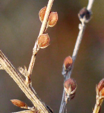 image of Lespedeza cuneata, Sericea Lespedeza, Chinese Lespedeza, Sericea