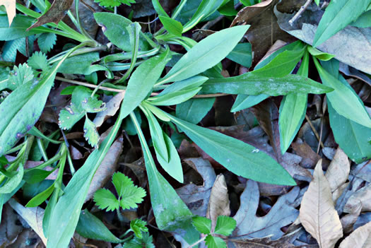 Symphyotrichum pilosum var. pilosum, Frost Aster, White Heath Aster