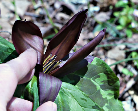 image of Trillium cuneatum, Little Sweet Betsy, Purple Toadshade