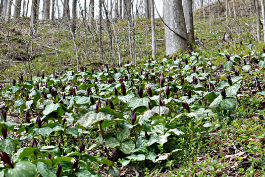 image of Trillium cuneatum, Little Sweet Betsy, Purple Toadshade