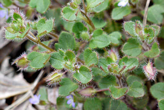 image of Veronica hederifolia, Ivyleaf Speedwell