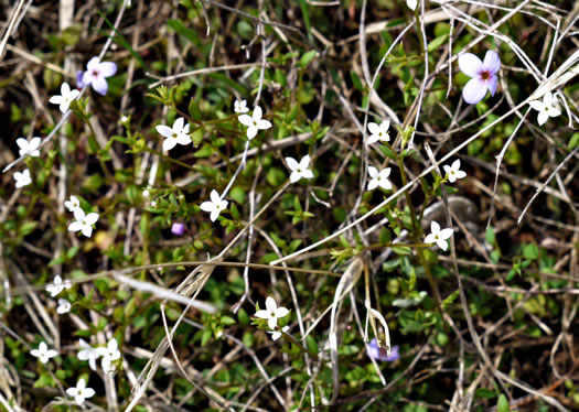 image of Houstonia micrantha, Southern Bluet