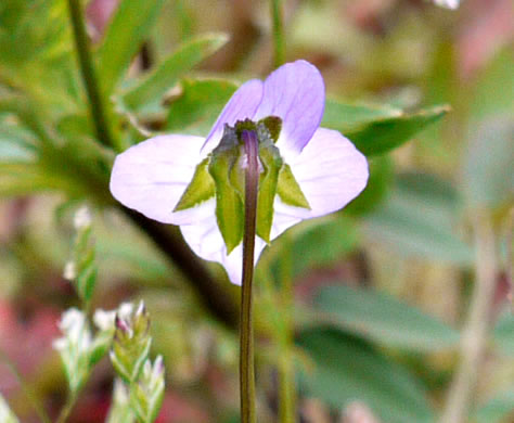 image of Viola rafinesquei, Johnny Jump-up, American Field Pansy, Wild Pansy