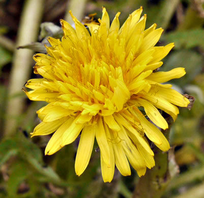 Taraxacum officinale, Common Dandelion