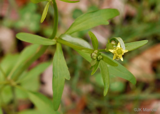 image of Ranunculus abortivus, Kidneyleaf Buttercup, Early Wood Buttercup, Small-flowered Buttercup, Kidneyleaf Crowfoot