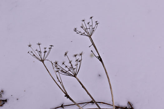 image of Angelica triquinata, Mountain Angelica, Appalachian Angelica, Filmy Angelica