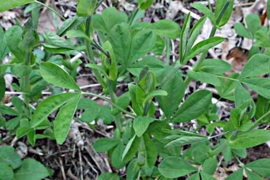 image of Thermopsis villosa, Aaron's Rod, Blue Ridge Golden-banner, Hairy Bush Pea