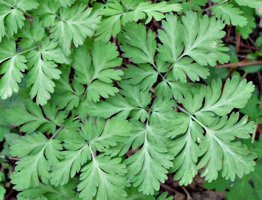 Dicentra eximia, Wild Bleeding Heart