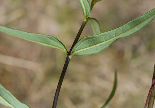 image of Helianthus smithii, Smith's Sunflower