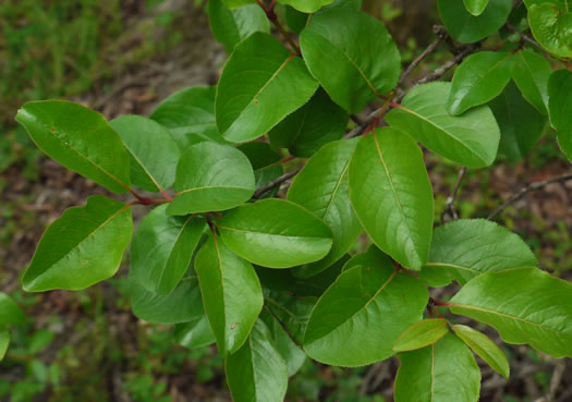 image of Viburnum rufidulum, Rusty Blackhaw, Blue Haw, Southern Blackhaw, Rusty Haw