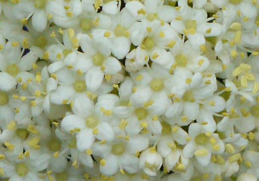 image of Viburnum rufidulum, Rusty Blackhaw, Blue Haw, Southern Blackhaw, Rusty Haw