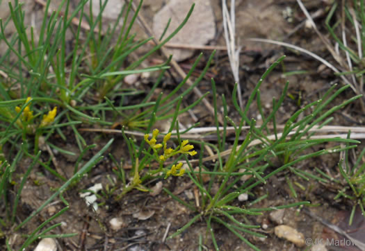 image of Bigelowia nuttallii, Nuttall's Rayless-goldenrod, Glade Rayless-goldenrod, West Gulf Coastal Plain Rayless-goldenrod