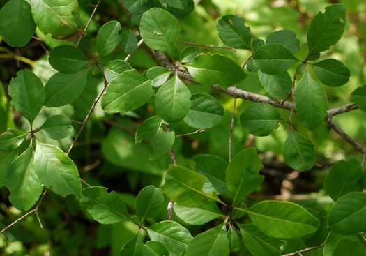 image of Forestiera ligustrina, Glade Forestiera, Southern-privet