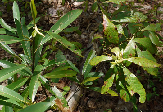 image of Magnolia virginiana +, Sweetbay, Sweetbay Magnolia, Swampbay