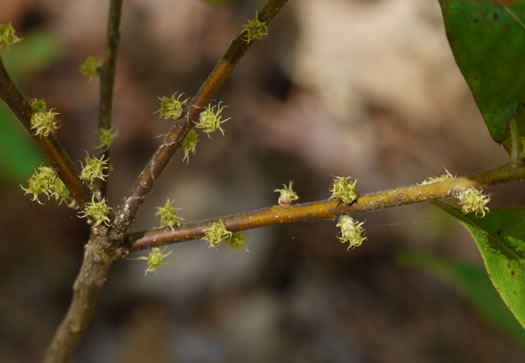 image of Morella caroliniensis, Pocossin Bayberry, Evergreen Bayberry, Swamp Candleberry, Southern Bayberry