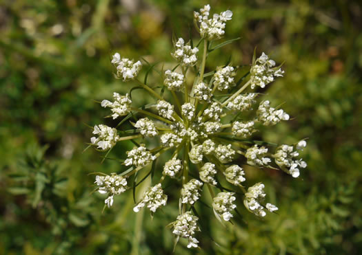 image of Daucus pusillus, American Queen Anne's Lace, American Carrot, American Wild Carrot, Seed-ticks