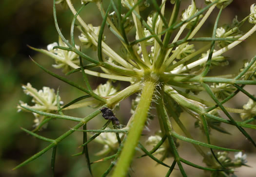 involucral bracts