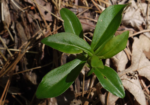 image of Gentiana villosa, Striped Gentian