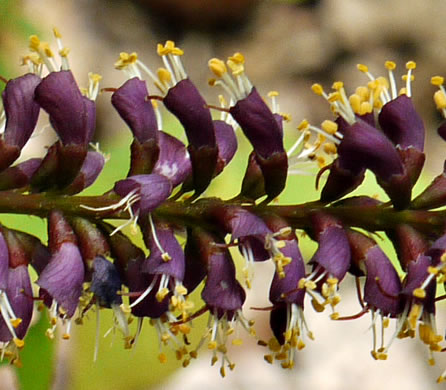 image of Amorpha glabra, Mountain Indigo-bush, Appalachian Indigo-bush, Mountain Indigo, Mountain False Indigo