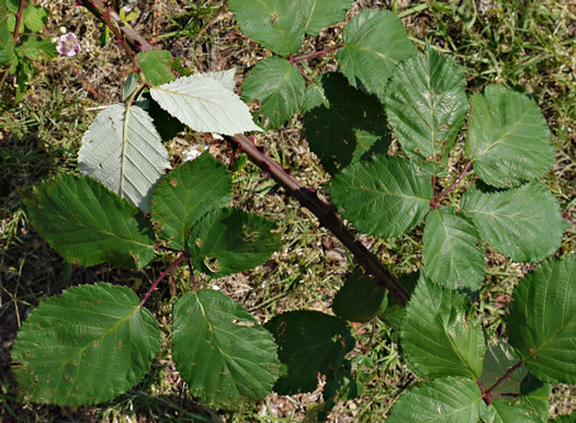 image of Rubus bifrons, European Blackberry, Himalayan Blackberry, Himalaya-berry