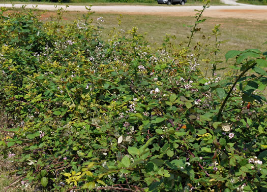 image of Rubus bifrons, European Blackberry, Himalayan Blackberry, Himalaya-berry