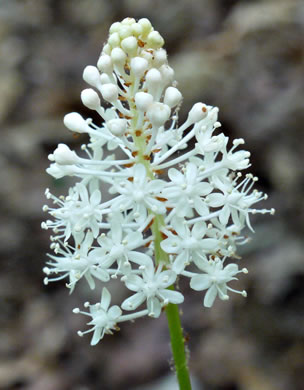 Amianthium muscitoxicum, Fly-poison