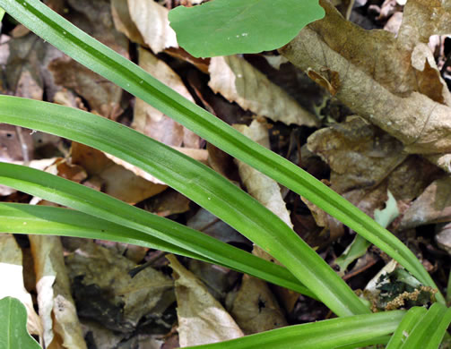 image of Amianthium muscitoxicum, Fly-poison