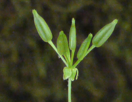 image of Chaerophyllum tainturieri, Southern Chervil, Wild Chervil, Hairyfruit Chervil