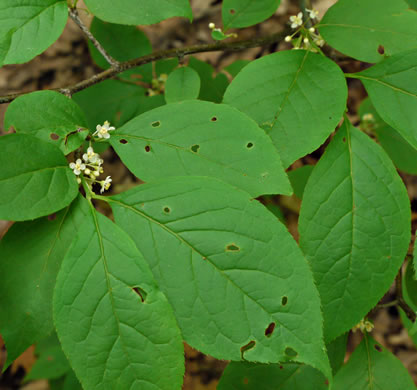 image of Ilex montana, Mountain Holly, Mountain Winterberry