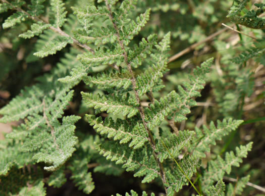 image of Myriopteris tomentosa, Woolly Lipfern