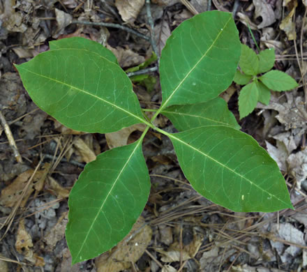 image of Asclepias variegata, White Milkweed, Redring Milkweed, Variegated Milkweed