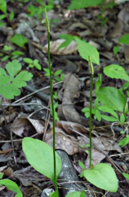 image of Ophioglossum pycnostichum, Southern Adder's-tongue