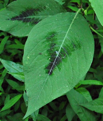 image of Persicaria virginiana, Virginia Jumpseed