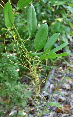 image of Smilax laurifolia, Bamboo-vine, Blaspheme-vine, Wild Bamboo, Laurel-leaf Greenbriar