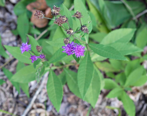 image of Vernonia glauca, Broadleaf Ironweed, Appalachian Ironweed, Tawny Ironweed