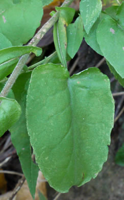 image of Symphyotrichum undulatum, Wavyleaf Aster