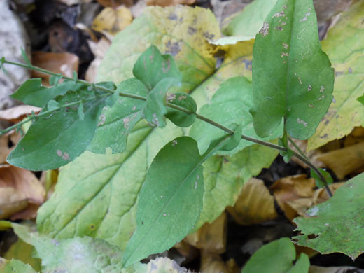 image of Symphyotrichum undulatum, Wavyleaf Aster